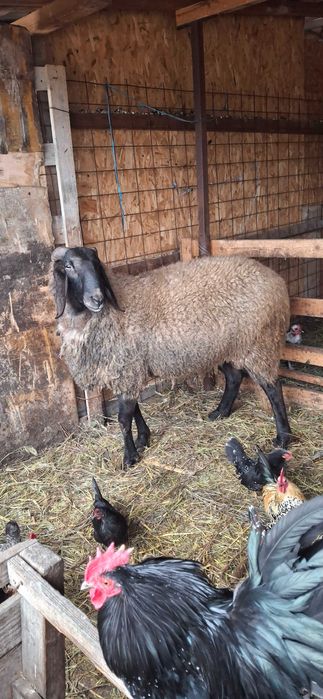 Berbec bulgaresc varsta doi ani