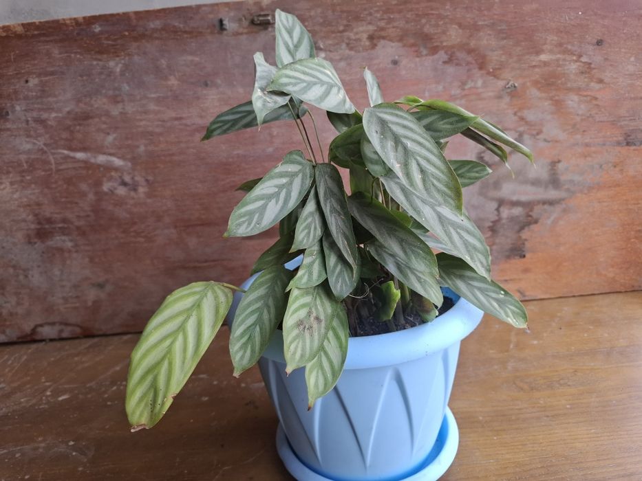 Продам комнатные цветы