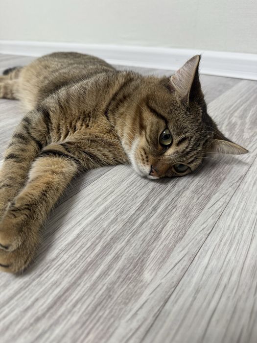 Отдам красивого кота