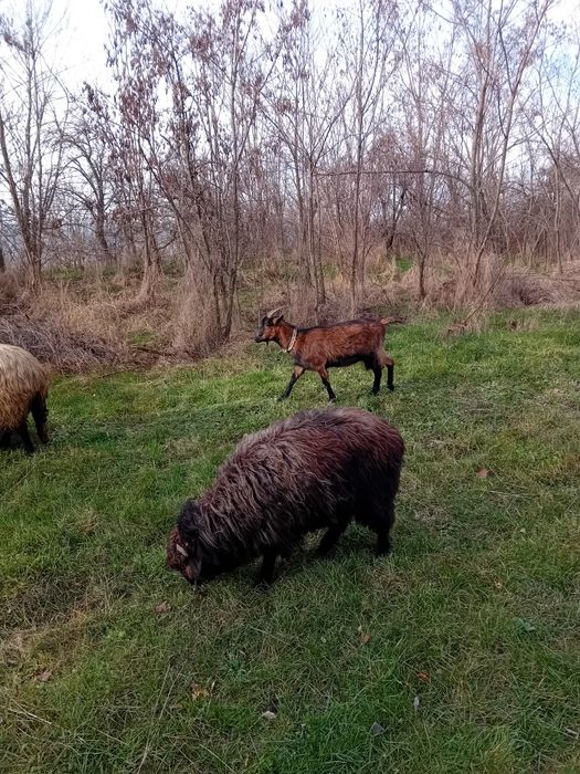 Vând capre și oi!