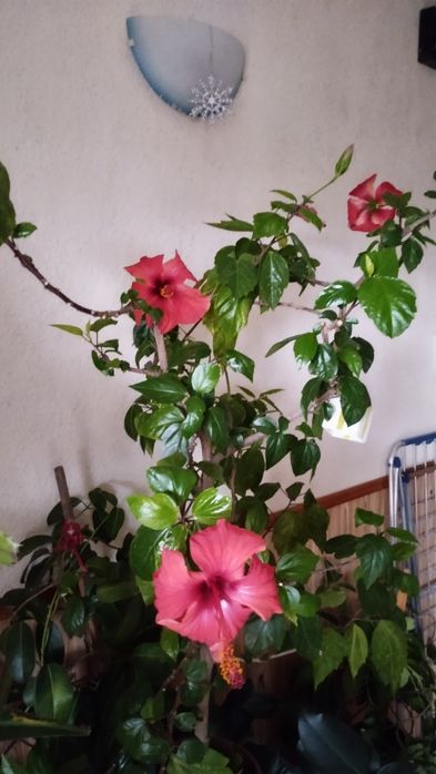 Ficus ,, iasomie
MărT