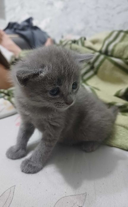 Отдам котят в хорошие руки