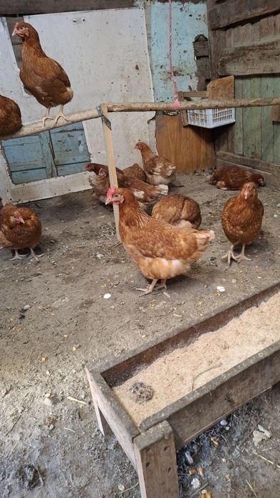 Продам курей ломан браун