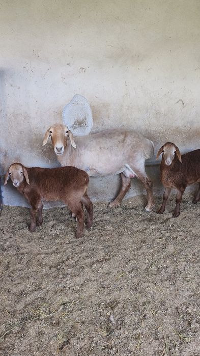 Қозылы қой сатылады