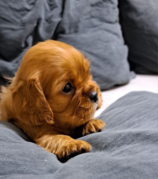 Кавалер кинг чарльз спаниель