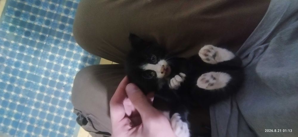 Отдам милых котят в добрые руки