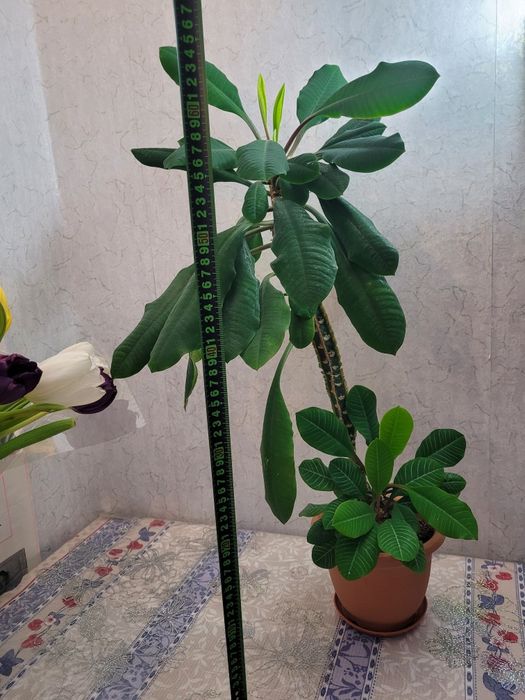 Комнатное растение молочай