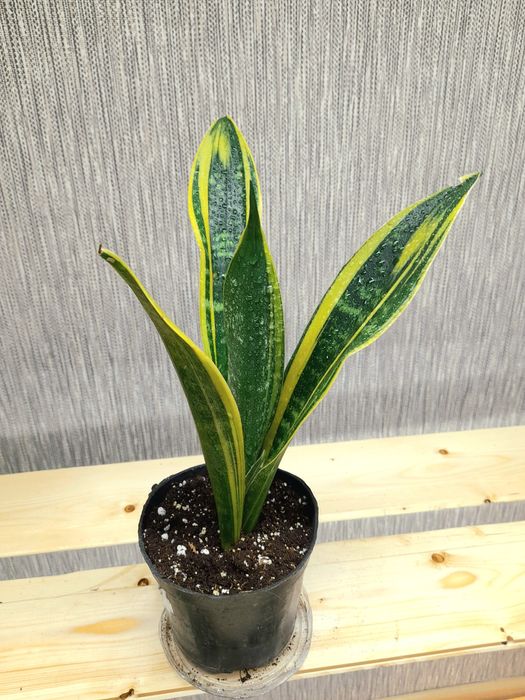 Продам Стрелиция Николая