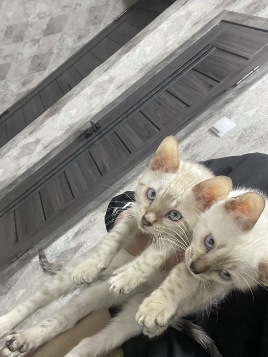 Arzon narxda toza bengallar bor