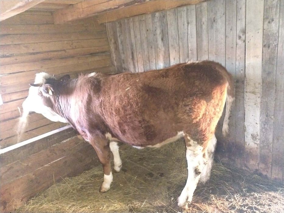 Vând vacă si jurinca