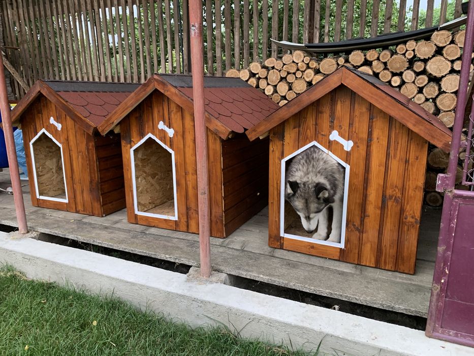 Cusca câine izolata premium