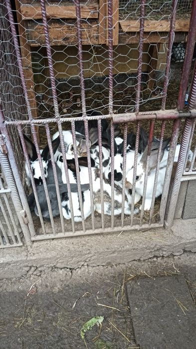 Vând iepuri fluture