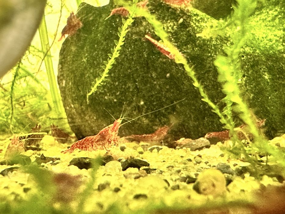 Acvariu complet cu plante, filtru, creveti cherry red