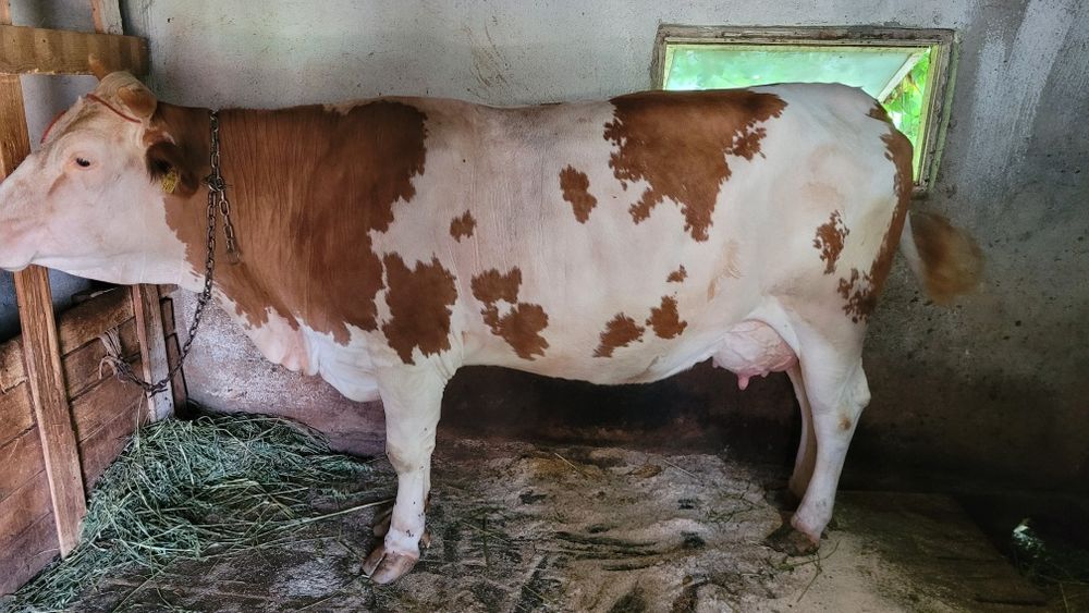 Vaca balțata romaneasca de vanzare
