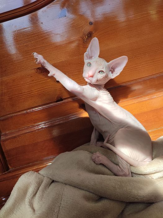 Сфинкс Питерболд