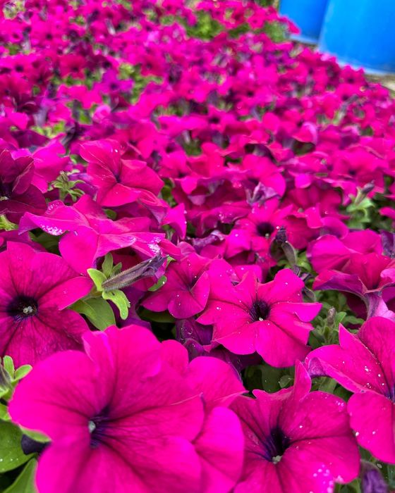 Петуния рассада оптом