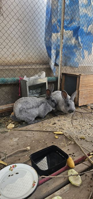 Продаётся кролик самка серебро готова  к смешивание