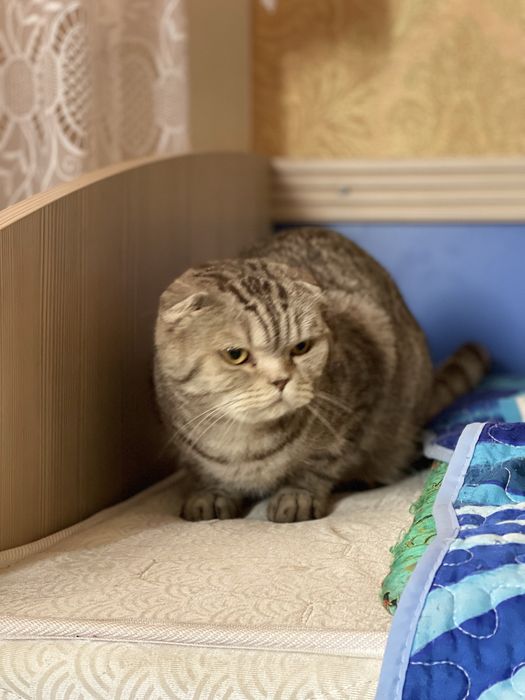 Вислоухий Шотландец