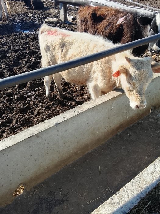 Продам телят 8 месяц