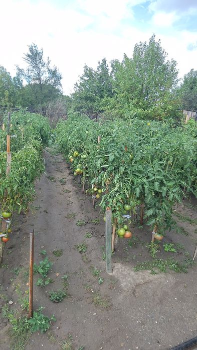 Продам дачу на Бобровке