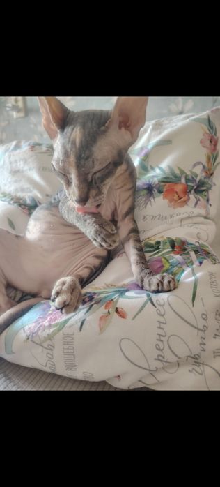 Котенок девочка 25.04.26