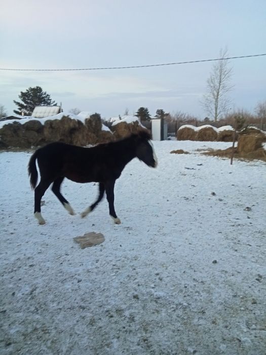 3 жеребчика 2 кобылки 330 000оптом в городе