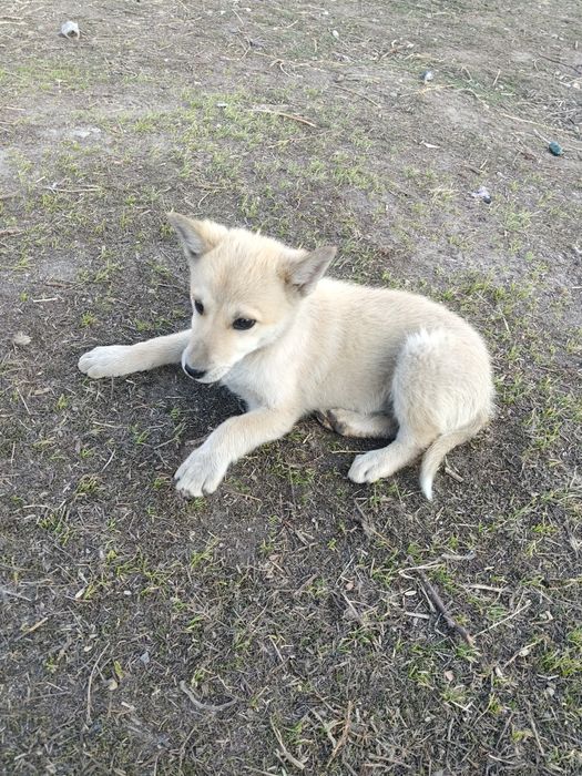 Щенок девочка, помесь лайки