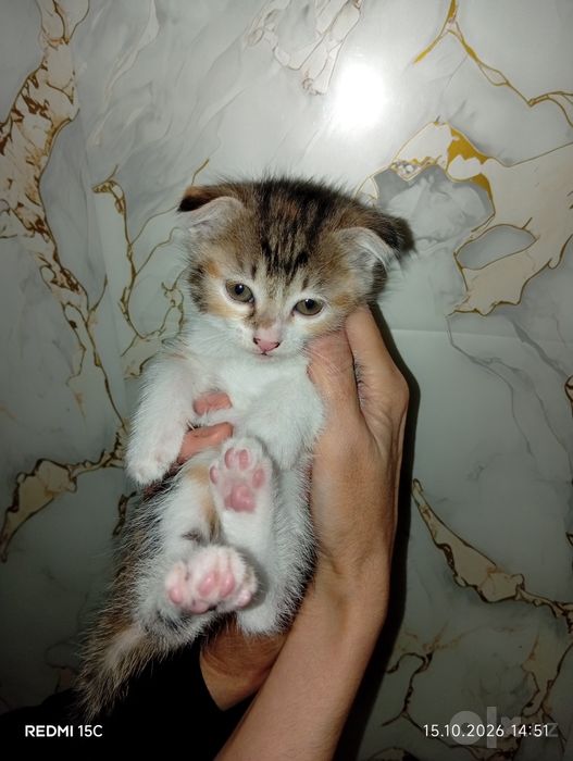 Продаётся котёнок в добрые руки