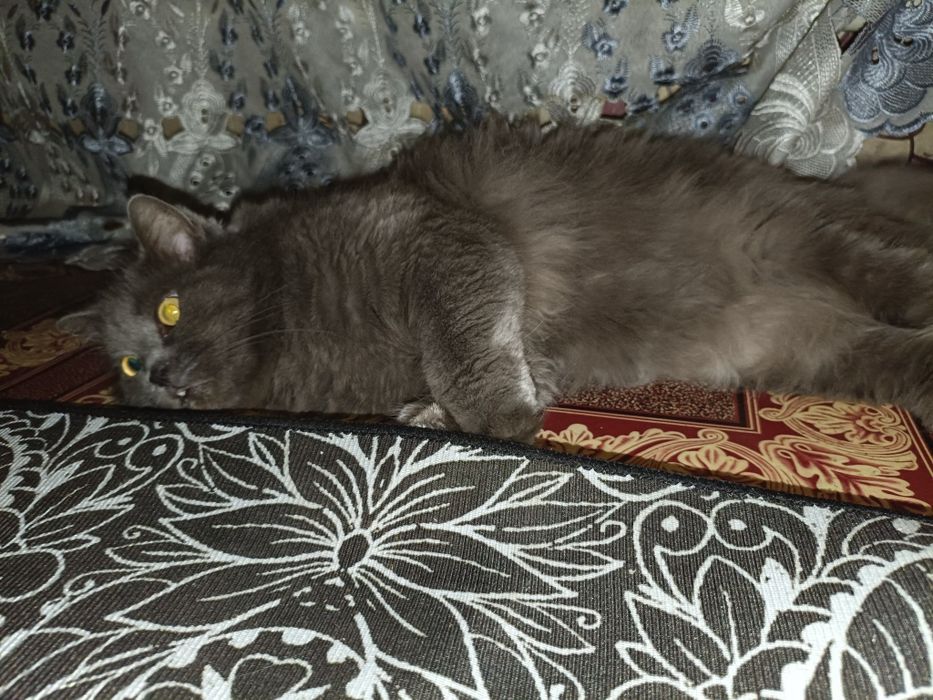 Отдам кота в хорошие руки!