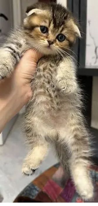 Продаётся котёнок Скоттиш фолд вислоухая