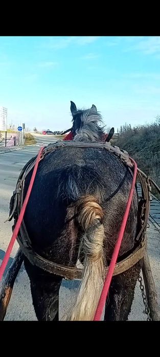 Vans manza de 2 ani blanad si garantata