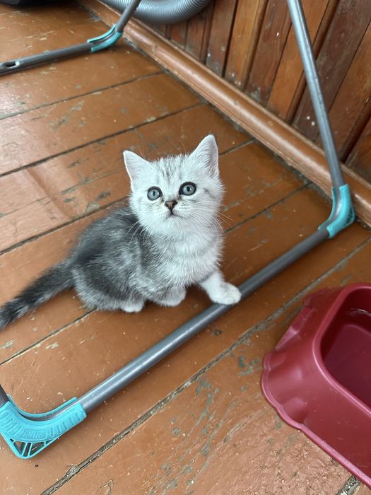 Котята Шотландской породы.