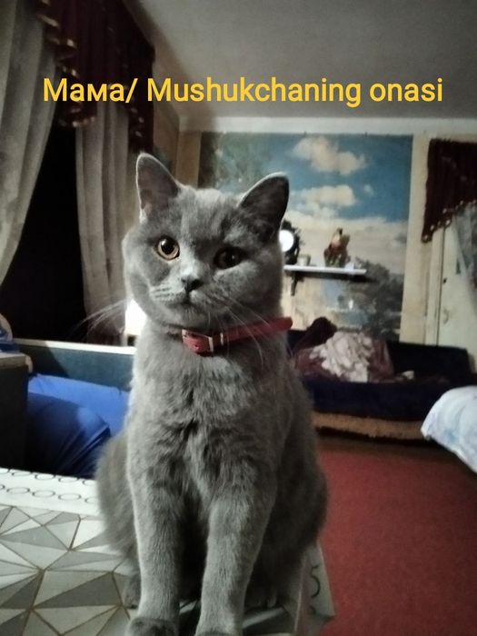 Mushukcha sotiladi / продается котёнок