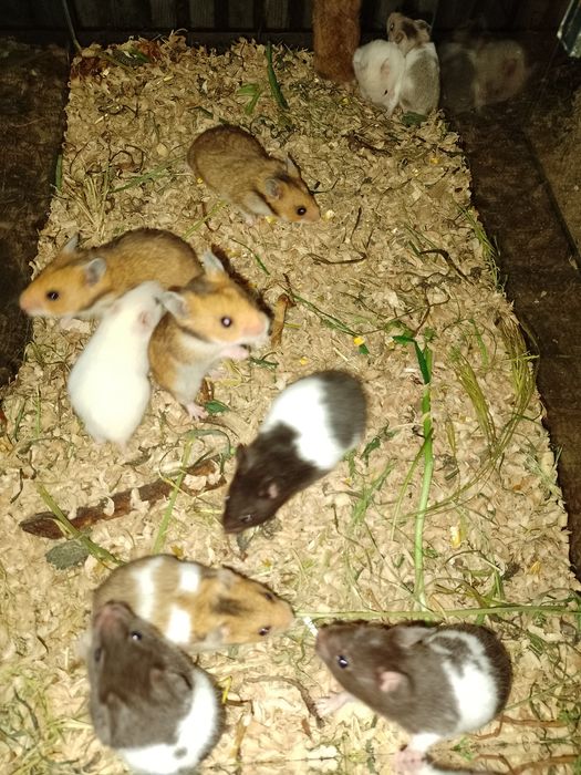 Hamster , Hamsteri sirieni, pitici siberieni, porcușori de Guineea..