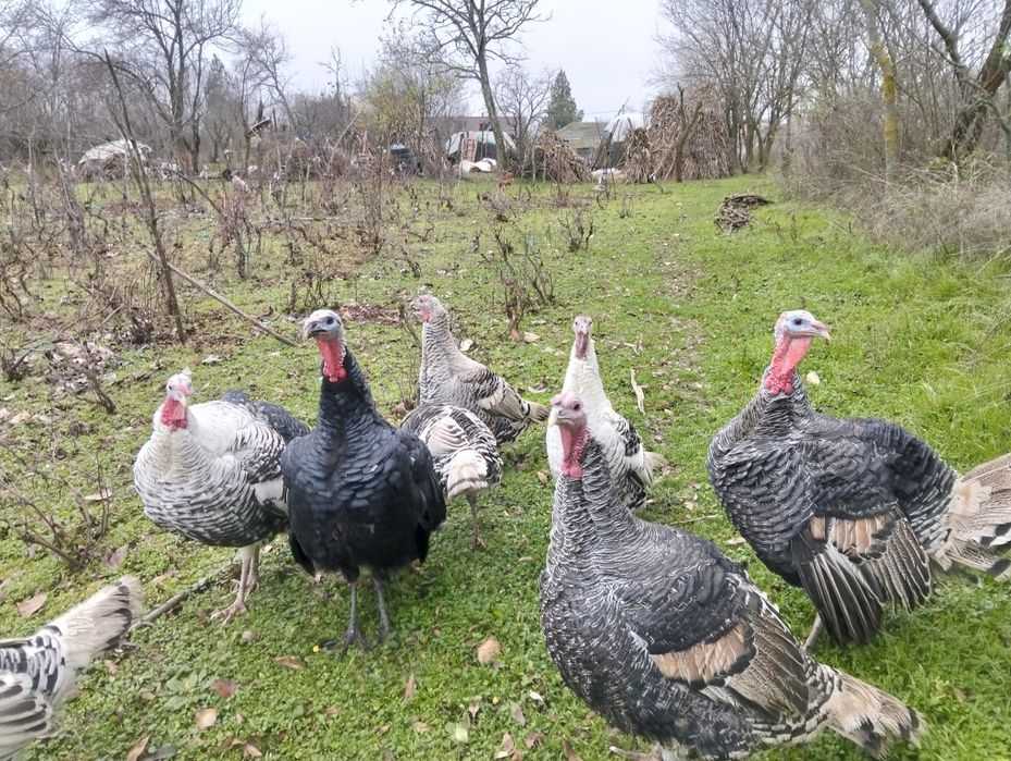 Vând curci și curcani românești