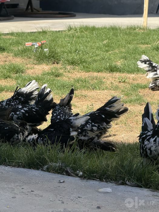 Корес Японча жужалар соглом