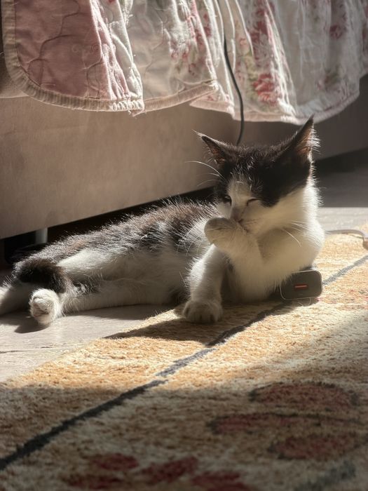 Котенок 2 месяца