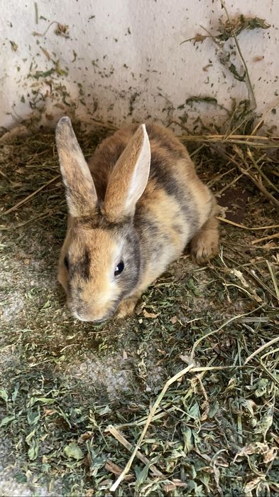 Iepuri Holland Lop si Rex pitic disponibili ! Bucuresti Sectorul 6 • OLX.ro