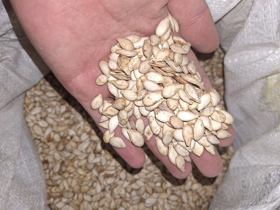 Muskat va gantel oshqovoq urug'lari sotiladi (kafolati bilan)