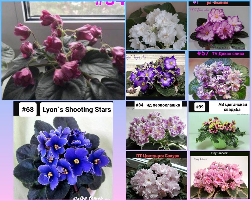 Детки сортовых фиалок