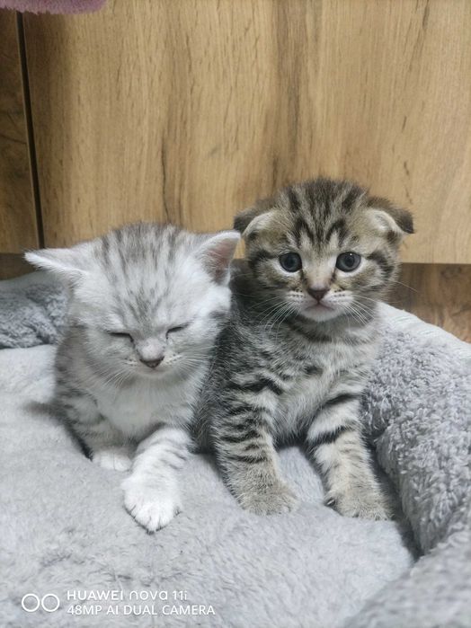 Котята Шотландской вислоухой