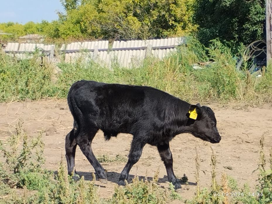 Продам бычка 1месяц