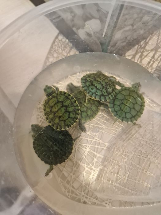 Черепахи  водяные