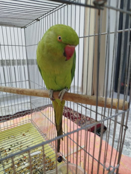 Anjirella toʻti sotiladi