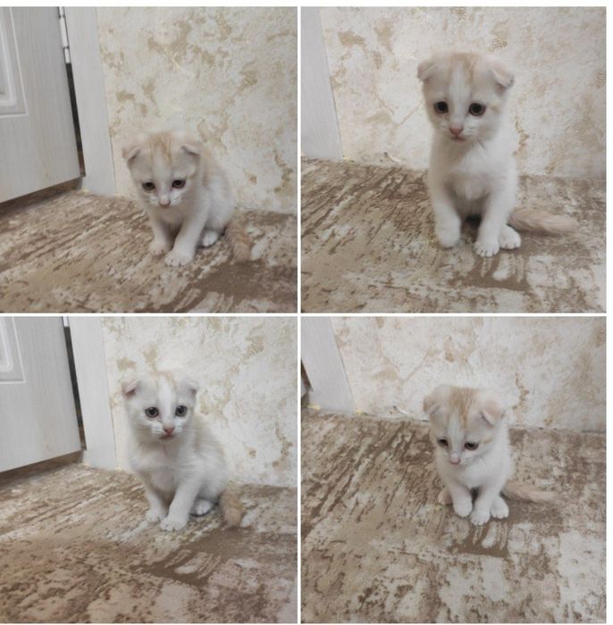 Мушук скотиш фолд