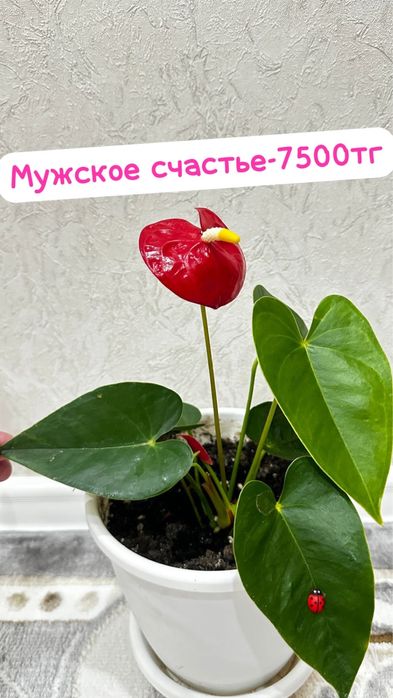 Молочай, Аглаонема, женское  и Мужское счастье