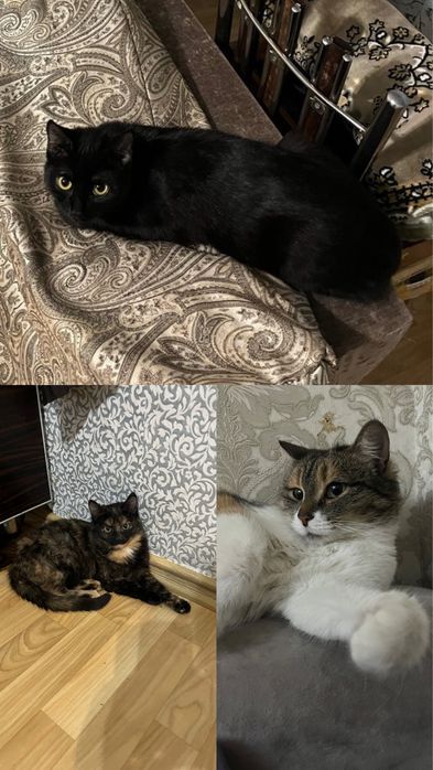 Отдаю кошек в добрые,ответственные руки