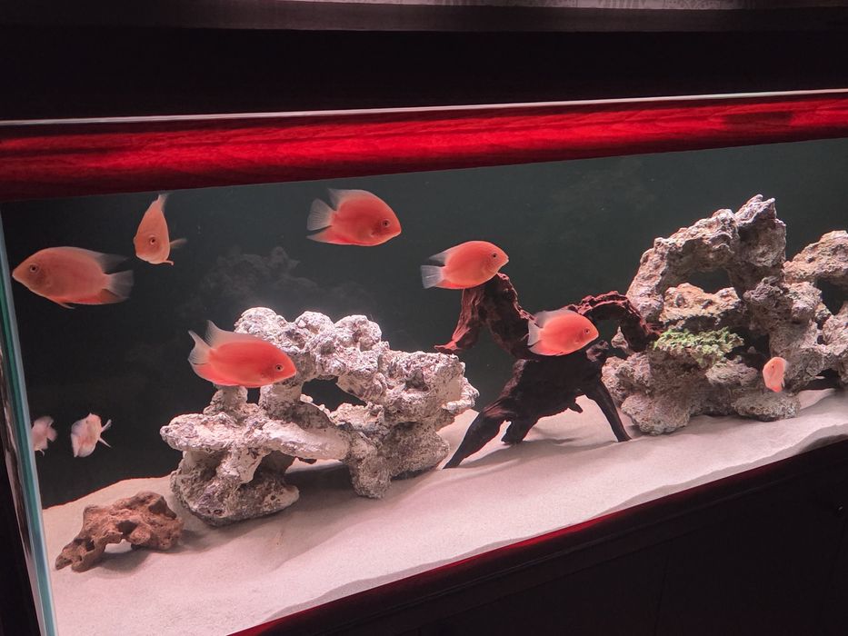 Северум красноточечный, 10см.