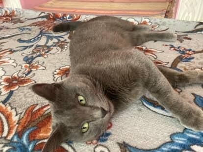 Mushuk sotiladi zotli