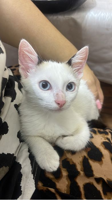 ОТДАМ котенка в добрые руки